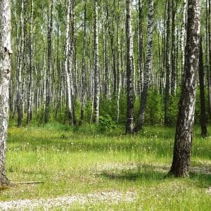 Глэмпинг-комплект "КИНОТЕАТР" (на 4 человека) ₽8800